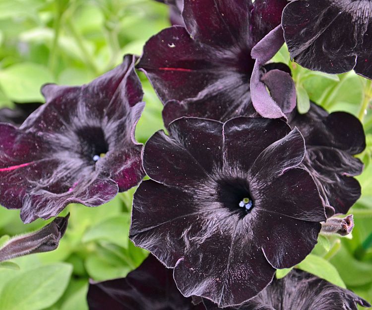black-mamba – The Flower Child